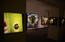 Wasp_exhibition__DSC3396